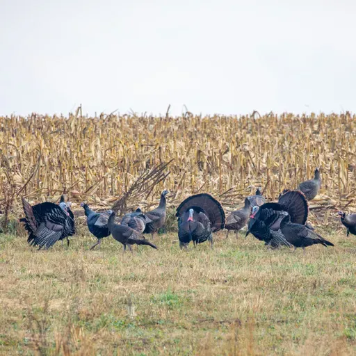238: Justin Bruehl and Coby Sharp Talk Wildlife Conservation