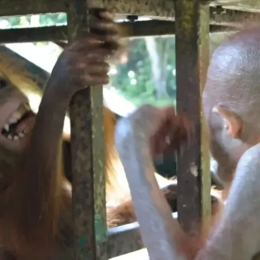 Menneskeaber spejler hinandens ansigtsudtryk med høj præcision