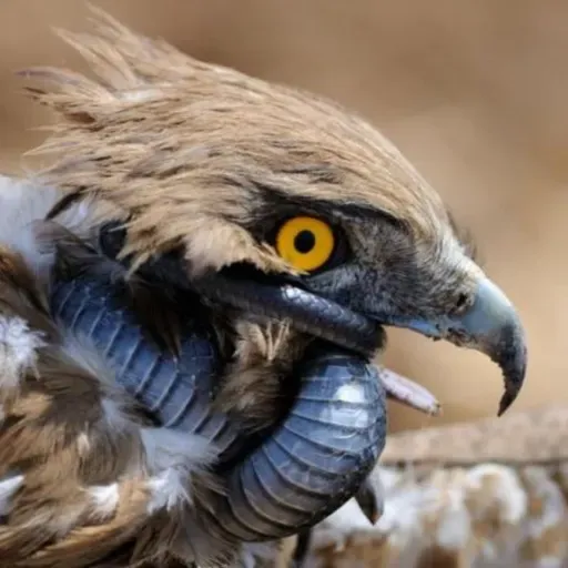 Snake-Eagles Are Awesome