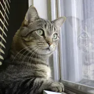 Giving Your Cat a Great Life Indoors