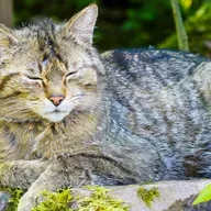 Die Tierdocs: Katze schnurrt nicht