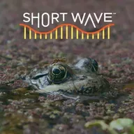 These Scientists Are Using AI To Listen To Frogs