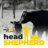 Fat, fertility and the genetics of cow performance with Professor Wayne Pitchford