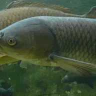 Ep. 72 - Grass Carp: A Reel Problem