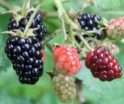 Tips For Growing Blackberries