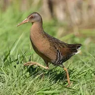 The Elusive Virginia Rail