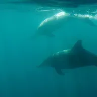 Cian Ó Nialáin, ón nGrúpa Míolta Móra agus Deilfeanna