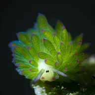 a ovelhinha do mar que vive... de luz!  a longa história do Outro Mundo