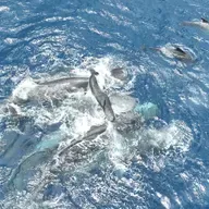 Aldrig filmet før: 11 kaskelothvaler i storfamilie samles om en fødsel