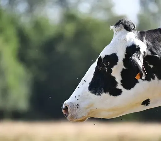 Joe Folan, Feirmeoir.