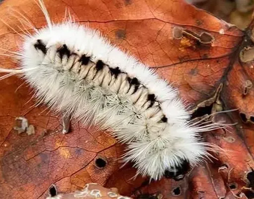 Ep. 549 - Advocating for Fallen Leaves