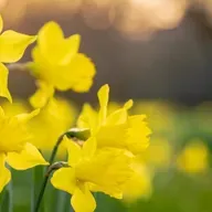 Irish cancer society's Daffodil Day