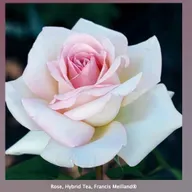 Aromatic Plants, and Roses Too!