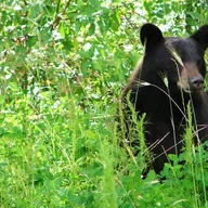 Federal grant for Milwaukee lead screening, ‘Migrant Midwest’ book, Black bears