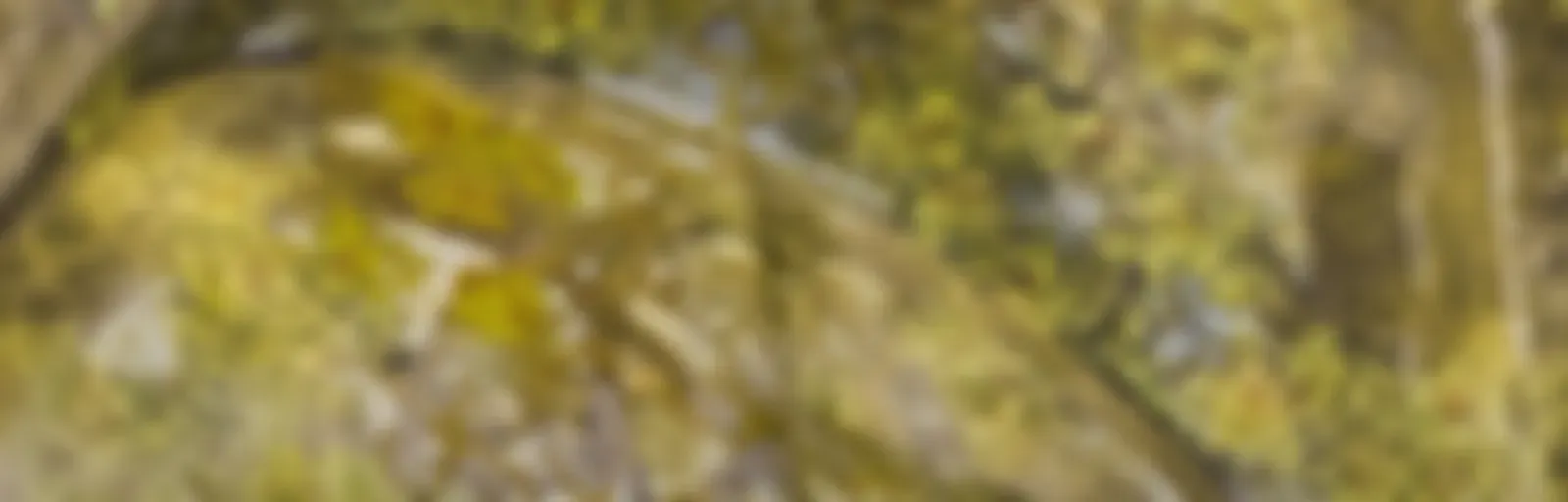 Il Verziere di Leonardo