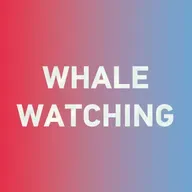 Special: How to say "whale watching 观鲸" in Chinese? 