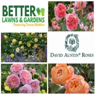 S2 Ep447: Better Lawns and Gardens - Hour 2 David Austin Roses with Rebecca Koraytem May 2, 2026