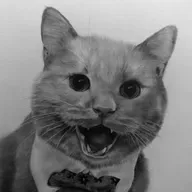 Ceelux Angry cat - Thank God It's Friday 20 May 2022