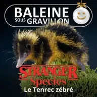 STRANGER SPECIES 4/12 : Le Tenrec zébré