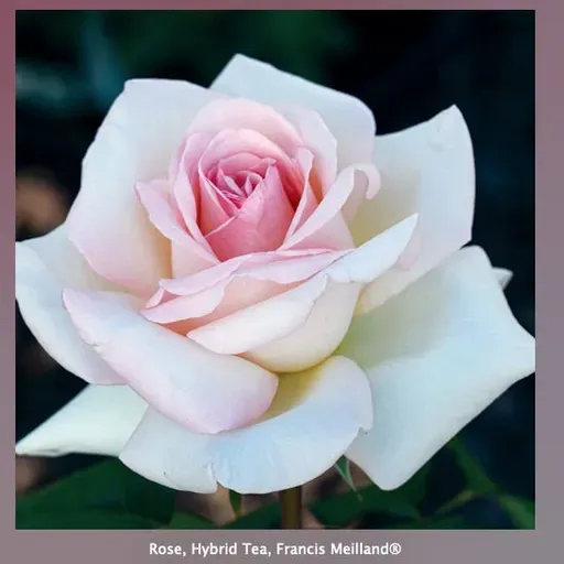 Aromatic Plants, and Roses Too!