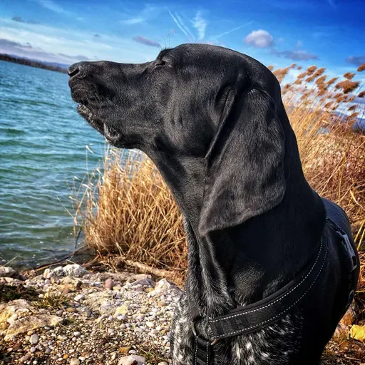 👫 💫 ... pes, ki razmišlja ali zakaj čakaš psa, da te pogleda? 🤣