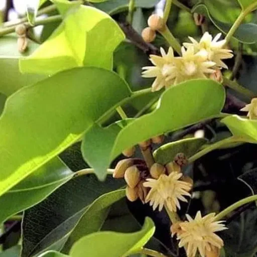 नाते  शब्दकळी विजया @rankuti