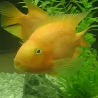 EP 302: Armenia- The Maiden of the Sea; The Golden-Headed Fish (Seklemian)