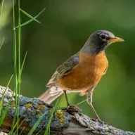 The Joy of Robins with J. Drew Lanham