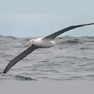 Snowy Albatross Molt