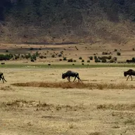 Hifadhi ya Ngorongoro: Ambapo uhifadhi, utamaduni na utalii vinakutana kwa mustakabali endelevu