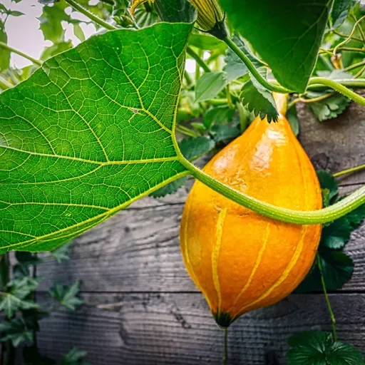 Garden Talk: How to stretch your gardening dollars; The growing popularity of raised beds