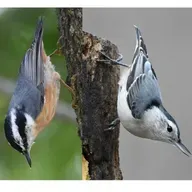 Clever Nuthatches