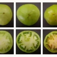 What Exactly is a Grocery Store "Vine-Ripened" Tomato?