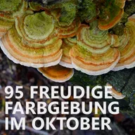 #95 Freudige Farbgebung im Oktober