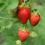 Yorkshire Strawberries