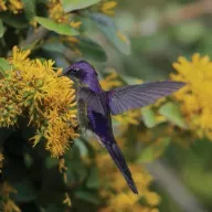 Premios Audubon Muestran Biodiversidad.