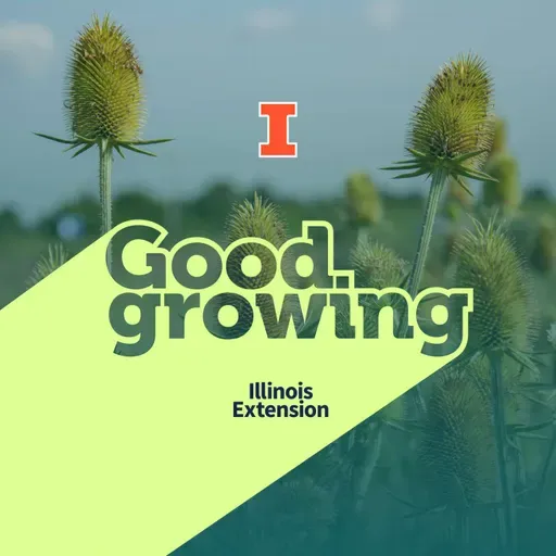 Gardenbite: Teasel - An invasive species coming to a roadside near you?  | #GoodGrowing