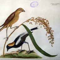EP 297: Philippines- How the First Head was Taken, The Serpent Eagle, The Tattooed Men, Tilin, The Rice Bird (Cole)