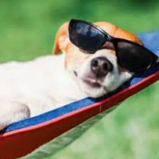 Férias com os Pets