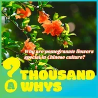 Why are pomegranate flowers special in Chinese culture?