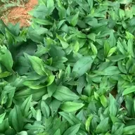 🌱 Cekur subur & rimbun dengan AminoPro!