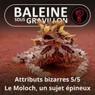 S07E96 Vous avez dit bizarre ? Attributs 5/5 : Le Moloch, un sujet... épineux