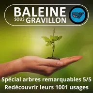 SPÉCIAL Arbres remarquables 5/5 : Redécouvrir leurs 1001 usages