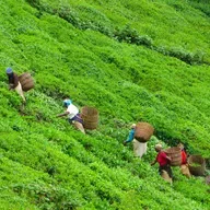 S6 Ep39: What have we learned about women in the workforce?