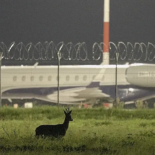 "Lielā Kristapa" programmu atklās ar Lailas Pakalniņas dokumentālo filmu “Putnubiedēkļi"