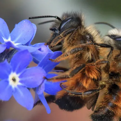 Bienen-Dating