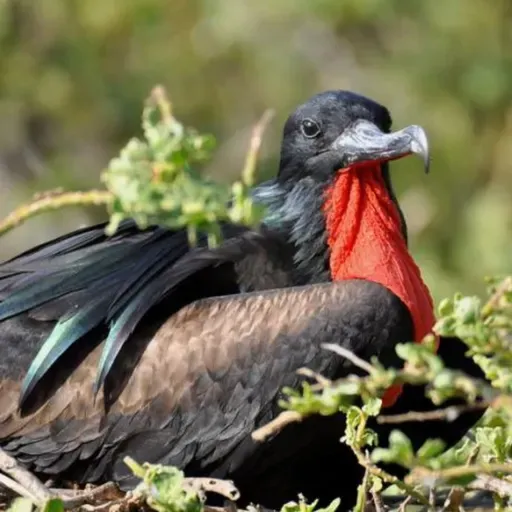 Millicent Ficken Studied How Birds Play