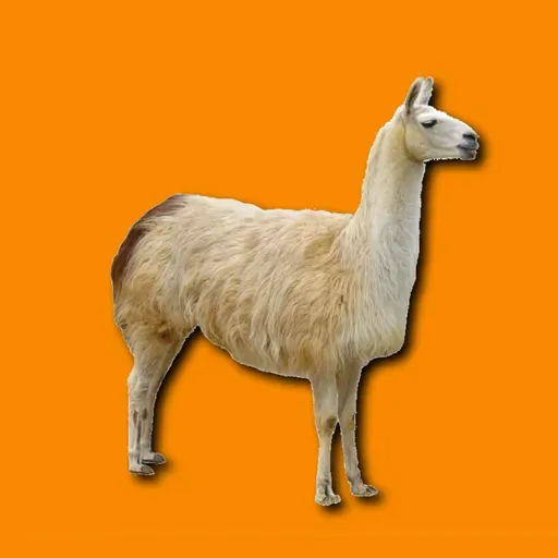 A cavacecio