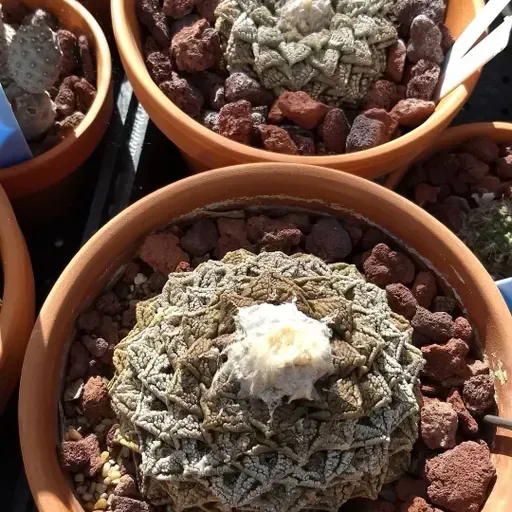 Ep. 562 - Life After Poaching