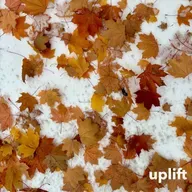 a calm presence - uplift